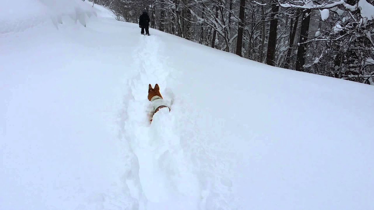 ★20150101　戸隠　鏡池　スノーシュー