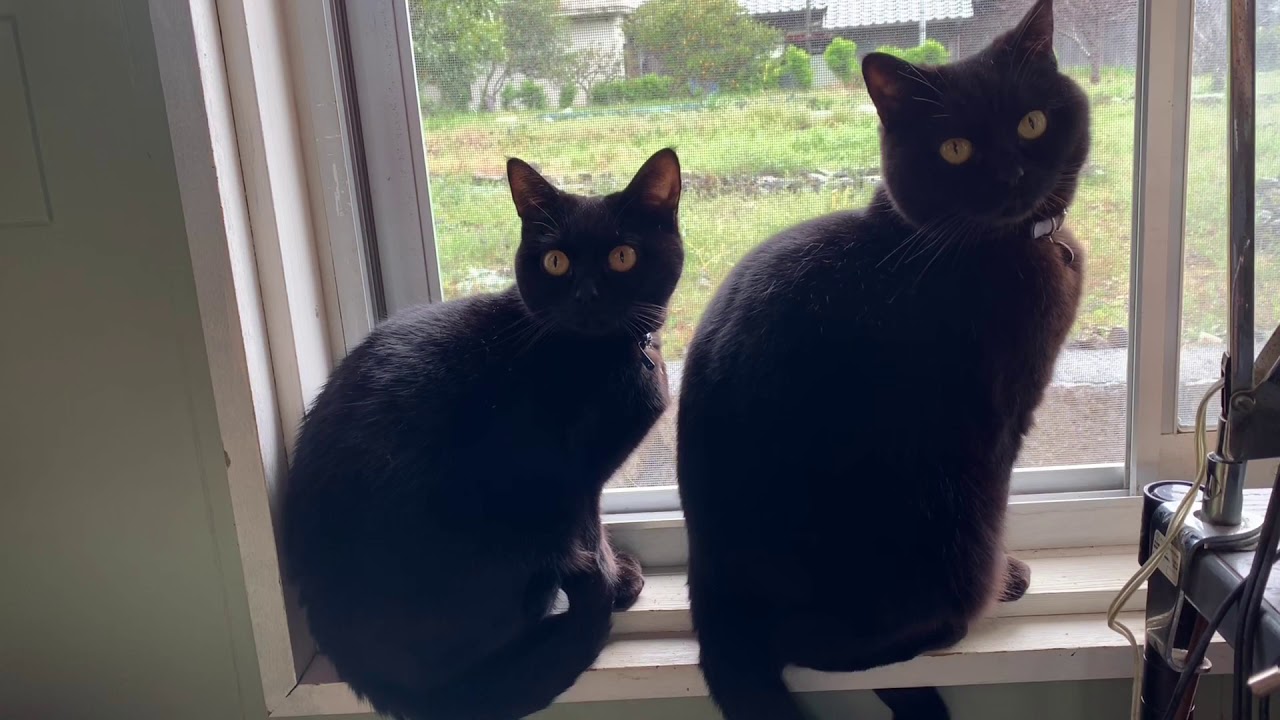 平和な猫達の日常風景☆黒猫ボンベイ