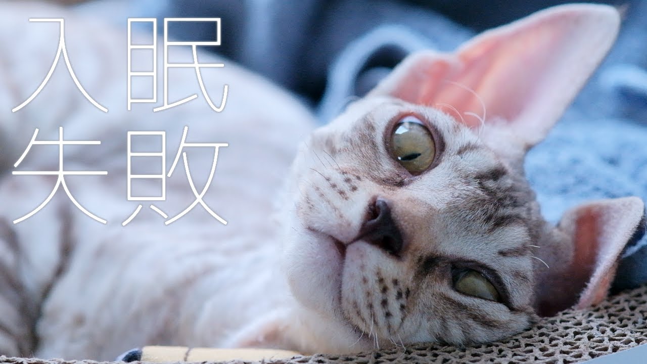 半端に起きてしまった子猫／デボンレックス