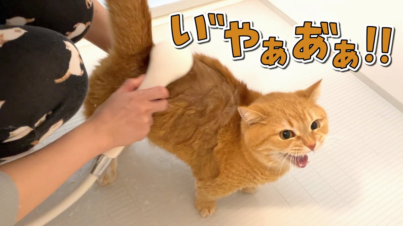 苦手なお風呂で助けを求めて泣き叫ぶ猫が可愛い！