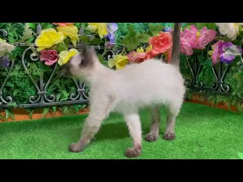 Coo&RIKU　No564170トンキニーズ