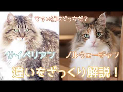 サイベリアンとノルウェージャンフォレストキャットの違いを調べて、愛猫の猫種が知りたい！！ 動物判別アプリも！✨
