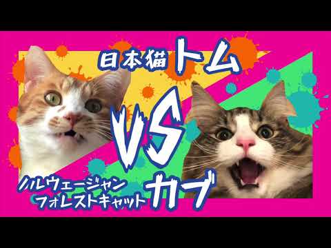 日本猫VSノルウェージャンフォレストキャットの戦い