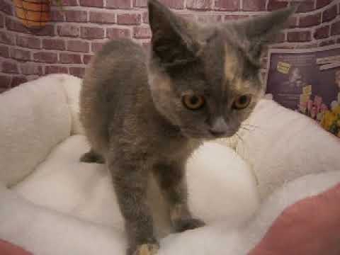 607873 ブリティッシュショートヘアー