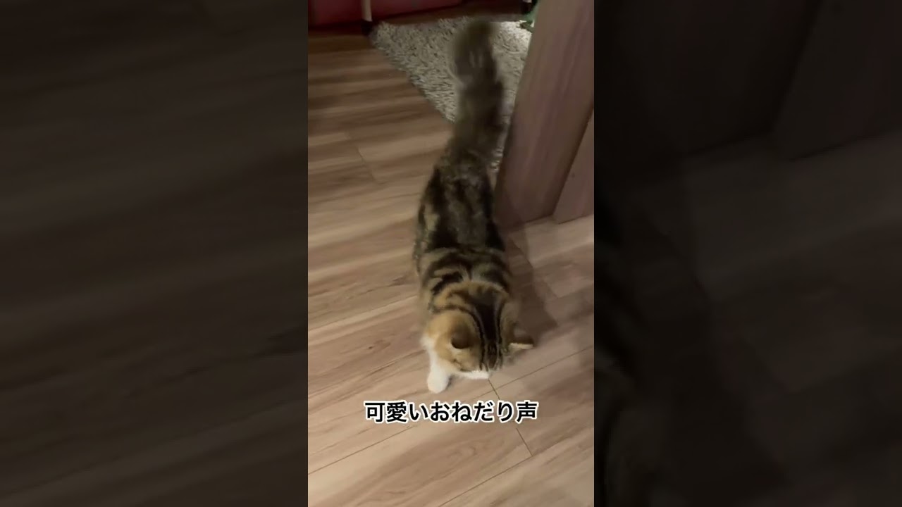 鳴き声が可愛い過ぎるサイベリアン#shorts