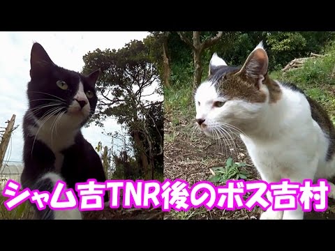 シャム吉TNR後のボス吉村の様子　The Boss Cat town after Siam Cat had a castration operation