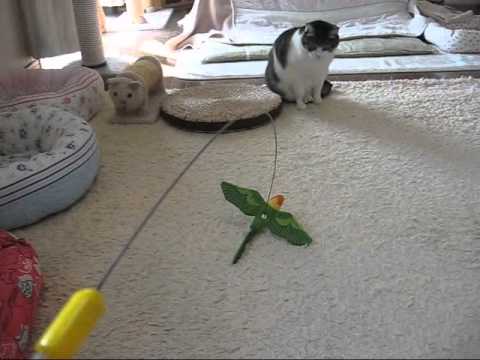 ワイヤーバードとドリルとスーちゃん.wmv