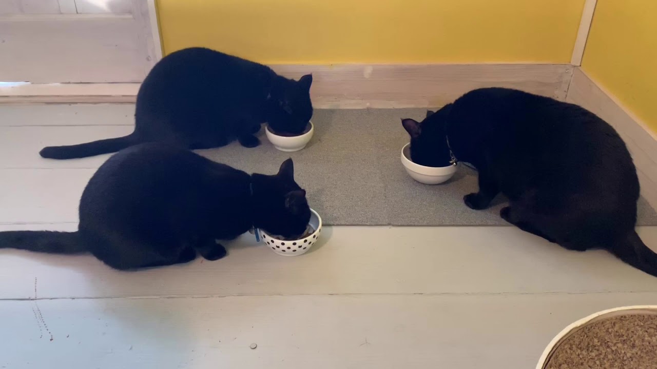 猫のごはんタイム☆黒猫ボンベイ