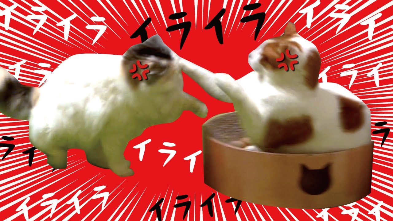 飼い主の闘病中にイライラが限界に達した猫達がこちら【関西弁でしゃべる猫】