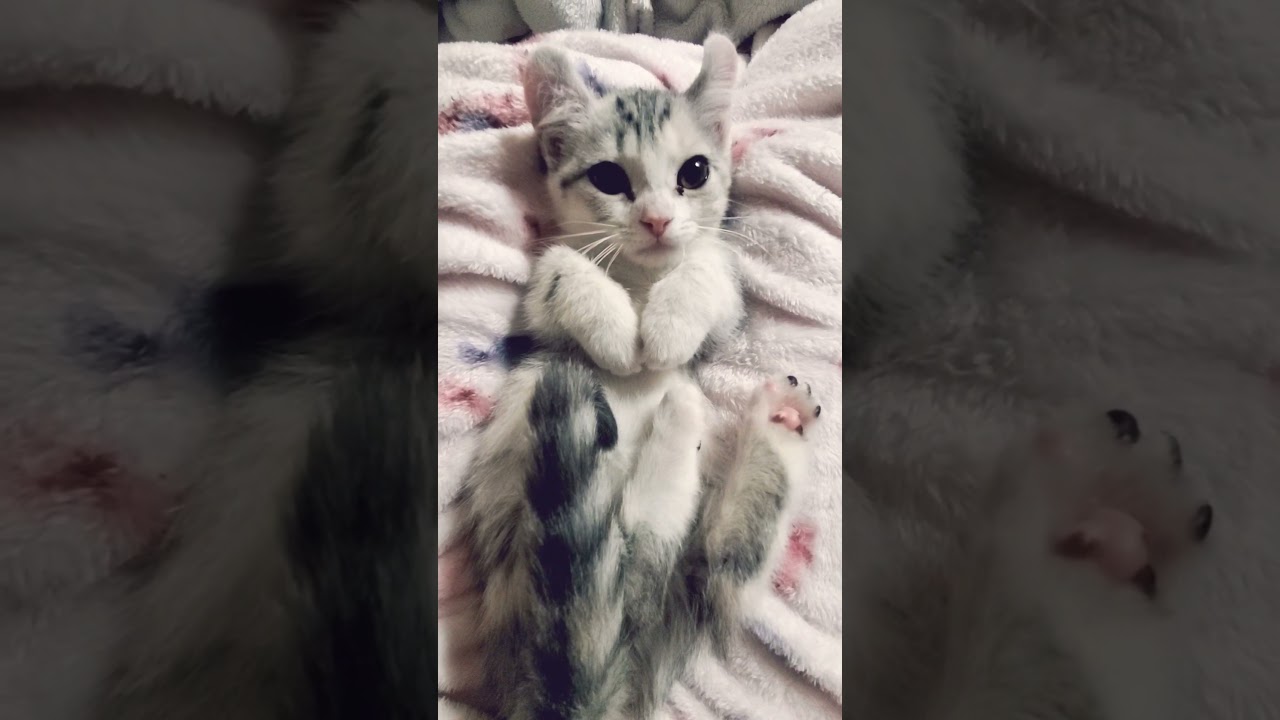 [子猫] (短足マンチカン×アメリカンカール)キンカロー~ママの膝の上に気持ちいいな~  #S1