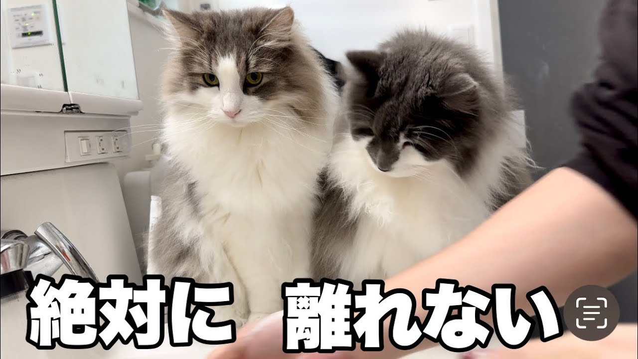 ママから1秒たりとも離れない大型猫💦洗顔中も洗濯干しもピッタリマーク♡ノルウェージャンフォレストキャット