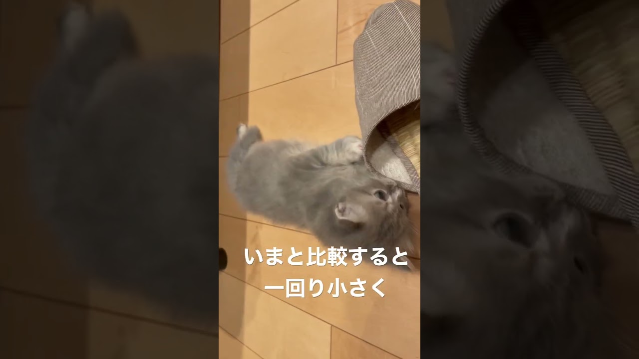 生後1ヶ月の頃のうちのラガマフィン🐱 #ラガマフィン
