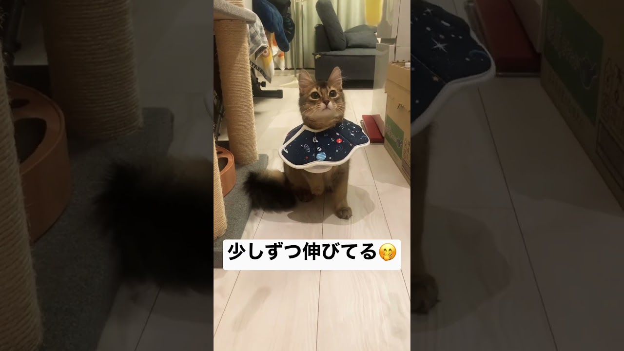 だんだん伸びてく猫 #癒し猫動画 #ソマリ #しっぽ吸い
