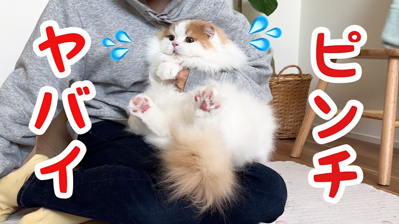 久々に追い詰められた愛猫の反応が可愛すぎたw