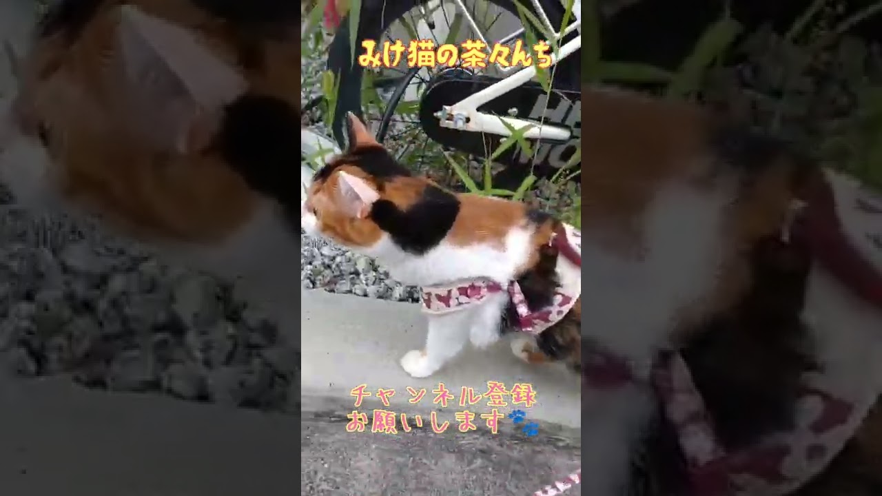 【猫のお散歩】かわいい日本猫がお散歩をしたらこうなりました。PART4　#保護猫　#三毛猫　#ねこのいる生活