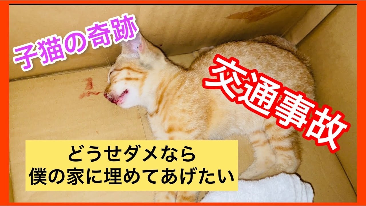 交通事故の子猫を連れて帰った６日間の記録