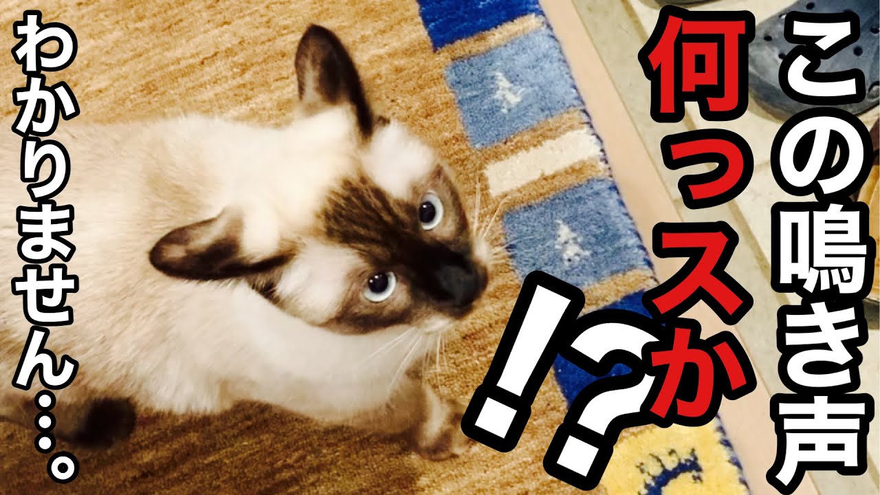 【シャム猫】変な鳴き声がかわいいシャム猫のおこげ。2回目長めに鳴きます。