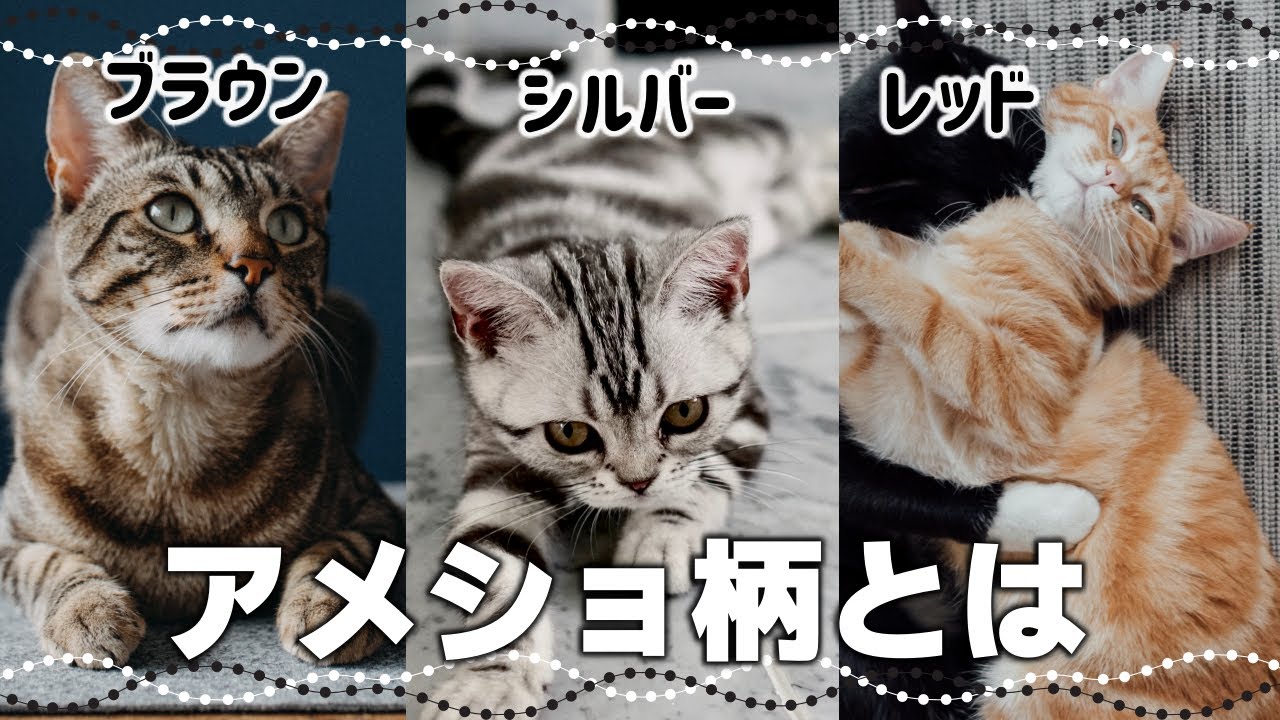 サバトラ似？クラシックタビーの種類や特徴・性格┃アメリカンショートヘアーの柄