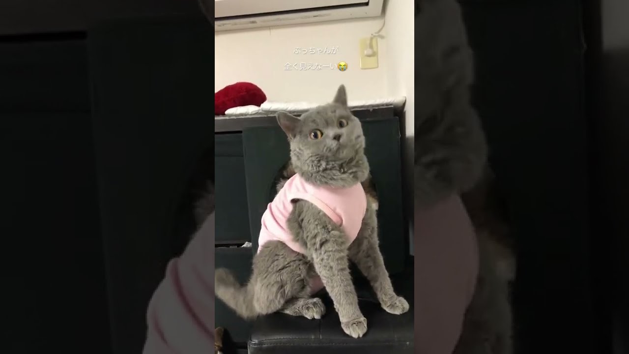 「私だけを見て！」がすごい猫#セルカークレックス #ブリティッシュショートヘア #shorts