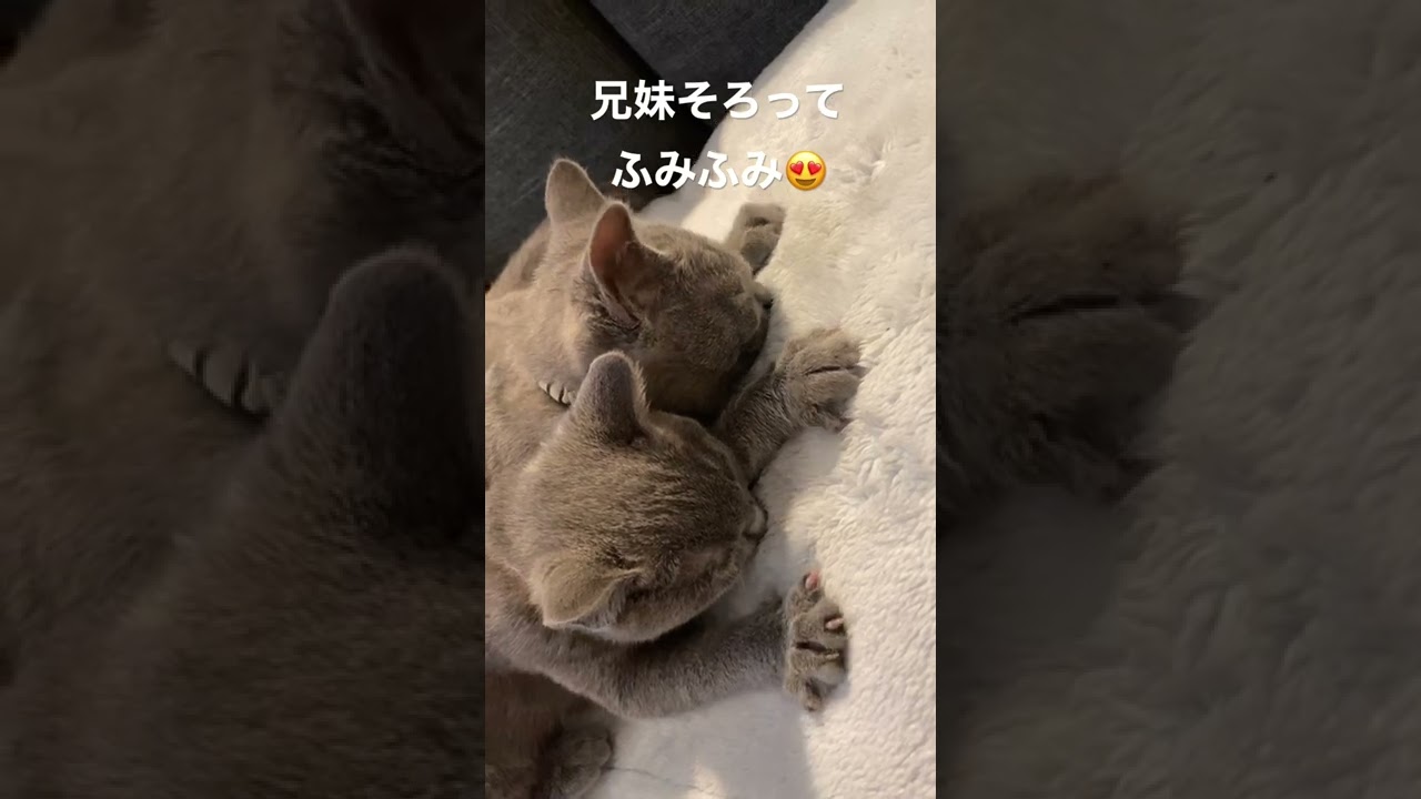 シャルトリューの子猫達がシンクロ！毛布ふみふみしてて可愛いすぎる #シャルトリュー #猫 #猫のいる暮らし #chartreux #shorts