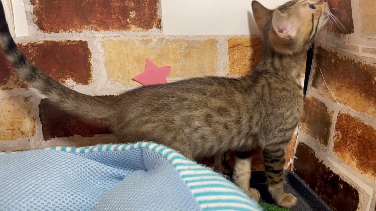 Coo&RIKU　No546716　エジプシャンマウ