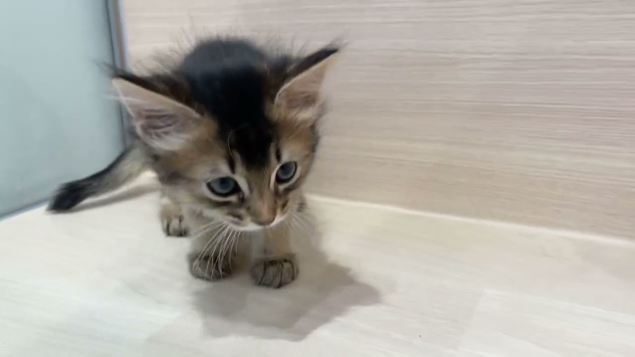 気量抜群💖💖お顔立ちが美人のソマリの女の子【パピードリーム】