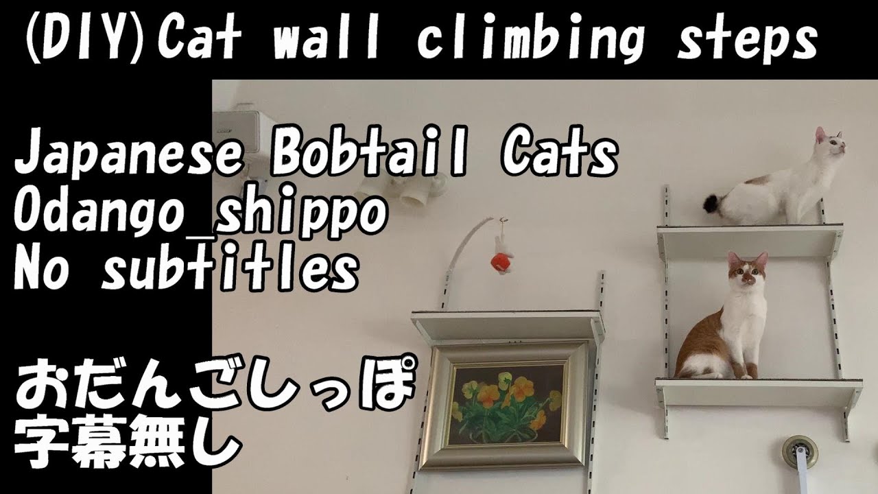 💕B011【DIY】CAT WALL CLIMBING STEPS【oolongchai】【chai_and_oolong】【Japanese Bobtail 】【bobtail cat】【cat】
