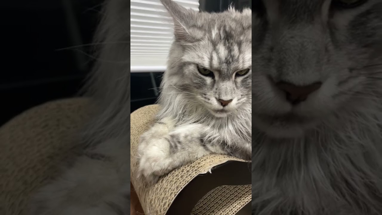 【メインクーン】イケメンなデカ猫 #shorts