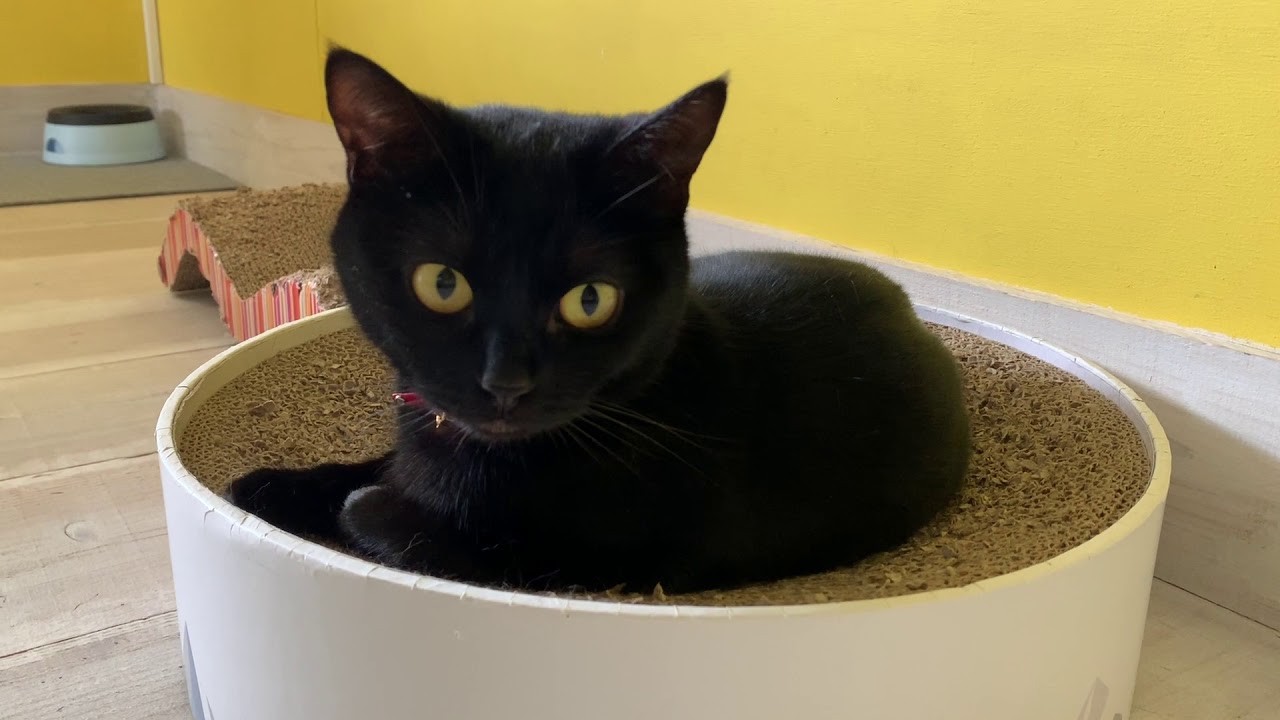 4匹の黒猫ボンベイファミリー☆にぎやかだった今日の1日☆