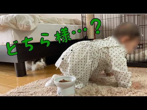 初めて赤ちゃんを見た猫の反応【メインクーン】