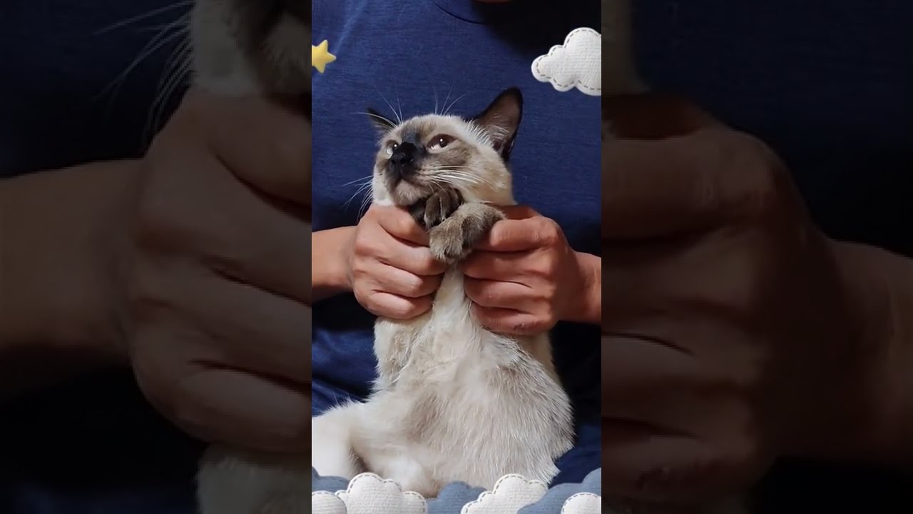 げんこつ山の狸さんを踊るシャム猫MIXのピッコロくんが可愛い