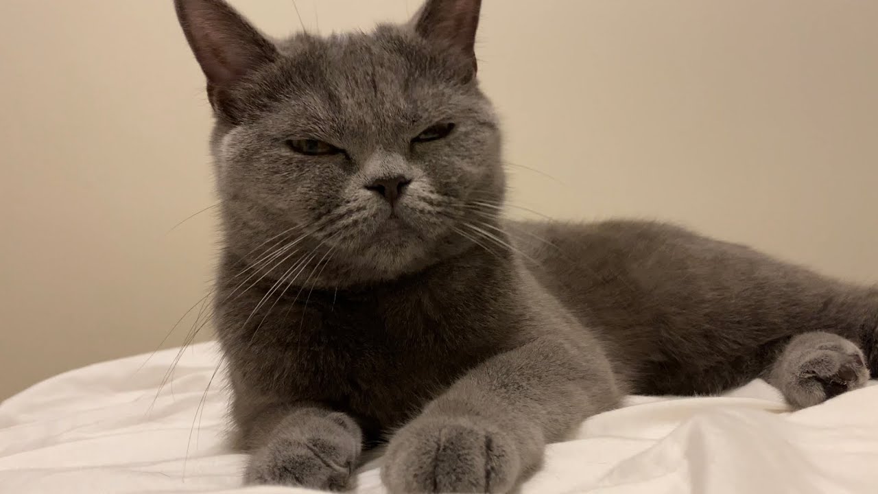 ふみふみする猫【ブリティッシュショートヘア】