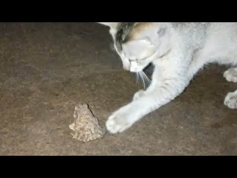 Indian Street Cat - indian cat -brown cat