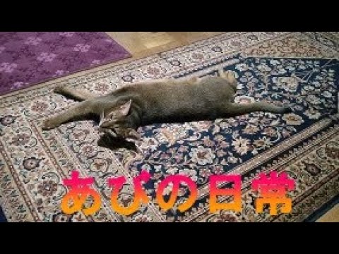 ネコ動画あび＃213　あびの日常　アビシニアン　あび