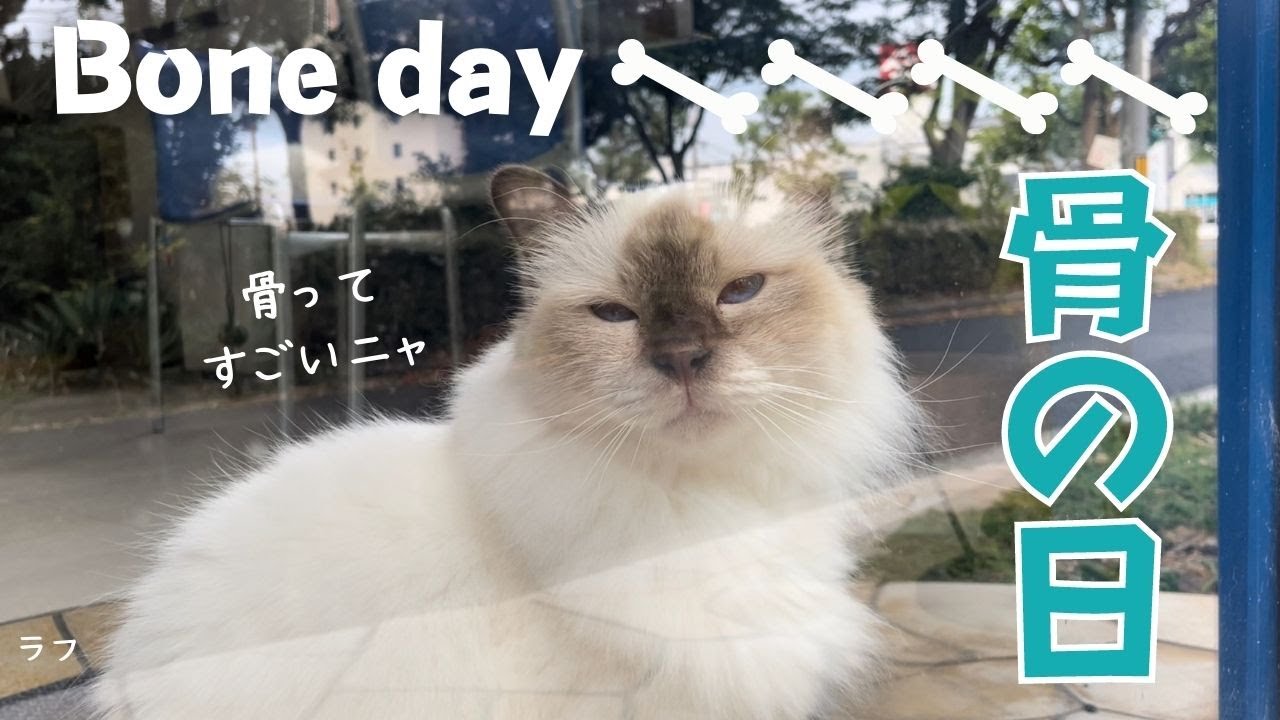 なんの日かニャ？【骨の日】Bone day（バーマン猫）Birman/Cat