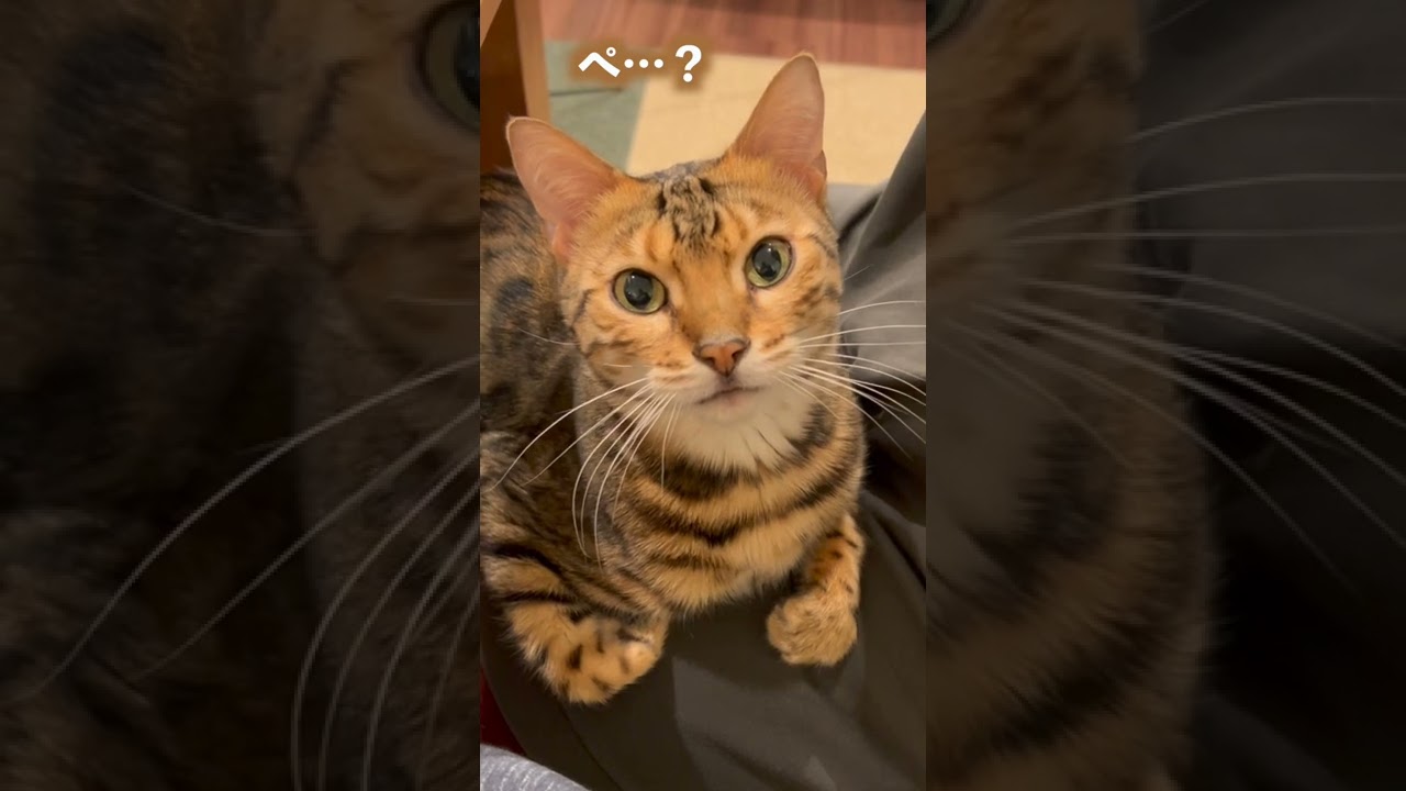 馬鹿にされていると気付いた途端に返事をしなくなる猫 #shorts