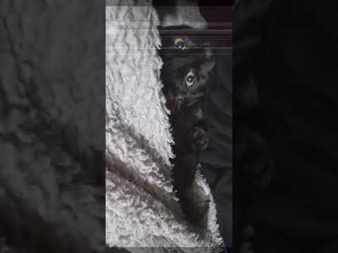 【黒猫Vlog28】怖い顔 Scary face #shorts #猫 #黒猫 #ボンベイ #Blackcat #Bombay