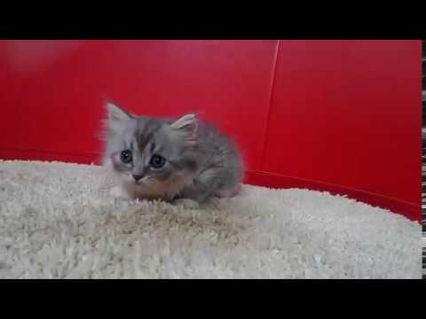 スコティッシュフォールドの子猫☆＜2017/6/25産まれB♂＞
