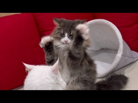 【猫パンチ】かわいいパンチを繰り出すノルウェージャンフォレストキャットww