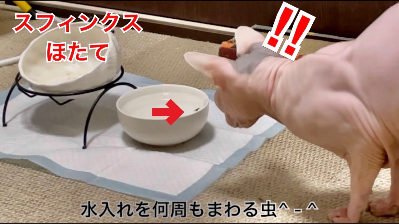 残念ながら虫におちょくられるほたてほたて猫【スフィンクス猫】