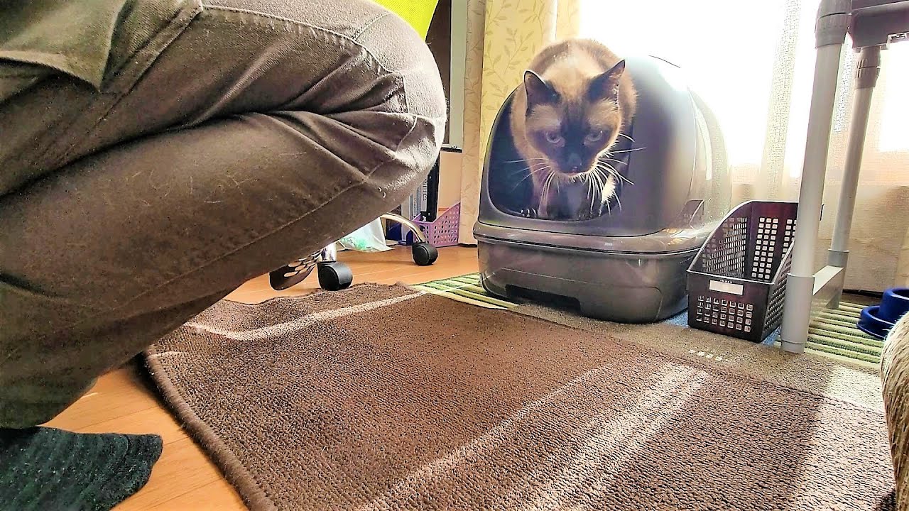 猫トイレの掃除を始めると速攻で使いに来るシャム猫💦