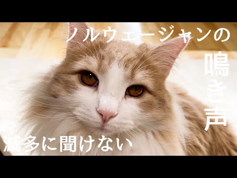 【鳴き声】ニャー！とは言わない、滅多に鳴かないノルウェージャンフォレストキャットの鳴き声