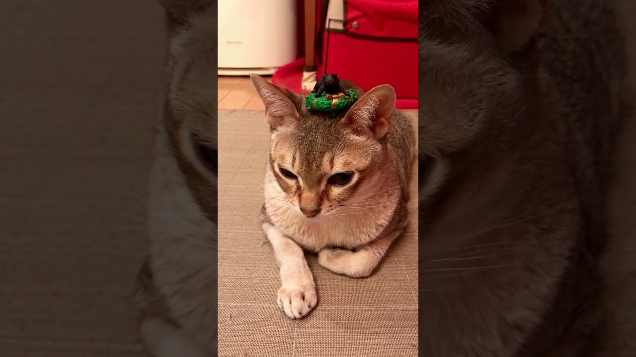 ミニクリスマスリースを帽子にするシンガプーラなのにゃ♪