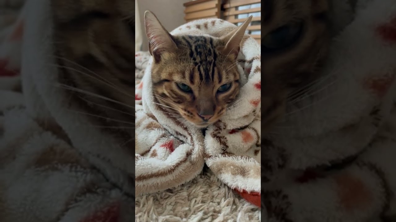 【#shorts】ブランケットにくるまるベンガル猫がかわいい😊