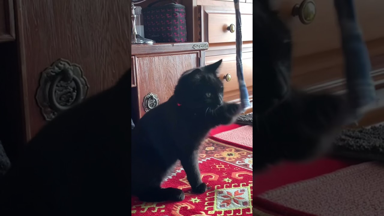ラブラブキャット💓黒猫ボンベイの福ちゃんひも遊びに夢中