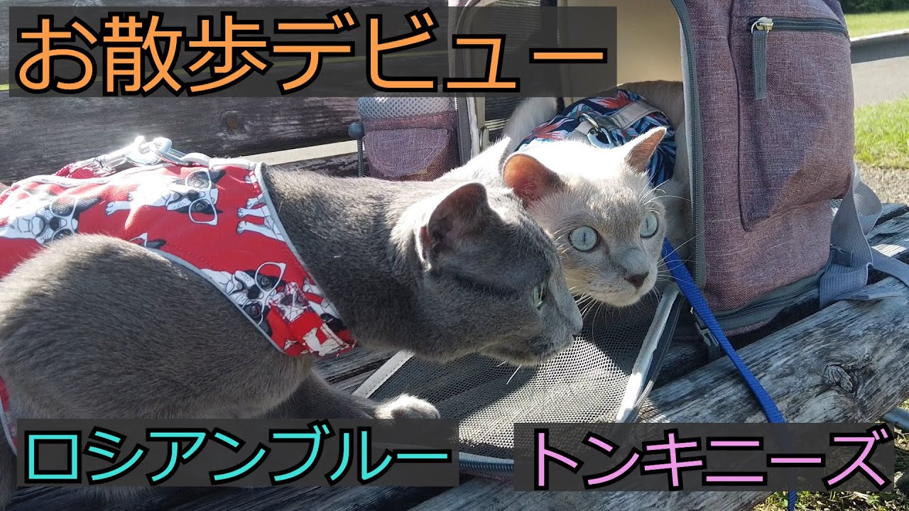 【お散歩】好奇心旺盛なロシアンブルーと慎重過ぎるトンキニーズ（＃70）