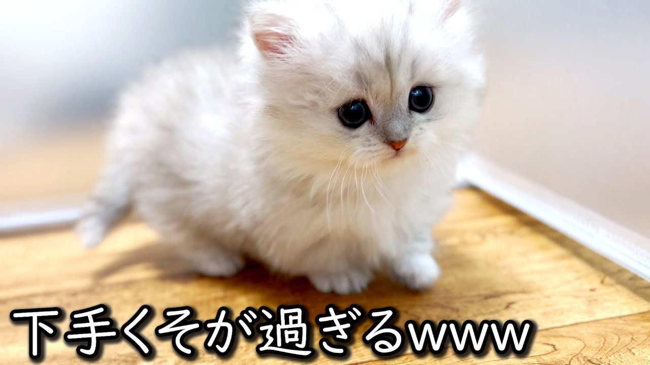 ♥子猫♥イルの不器用が過ぎる件 ∼猫のいる生活Vol.551∼ 出産動画 マンチカン短足・ミヌエット・ペルシャ猫専門ブリーダー『ペット蔵人』【子猫の成長記録】