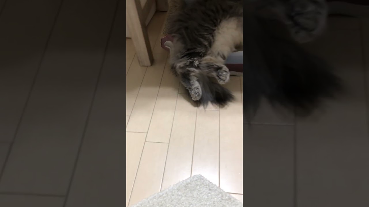 疲れている猫 #shorts #猫動画 #ノルウェージャンフォレストキャット #cat #まな猫