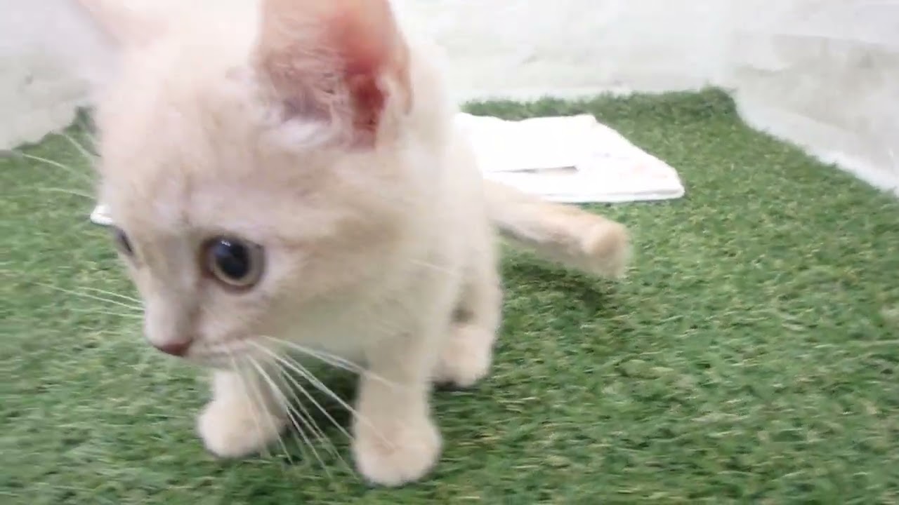 00601143 ブリティッシュショートヘアー