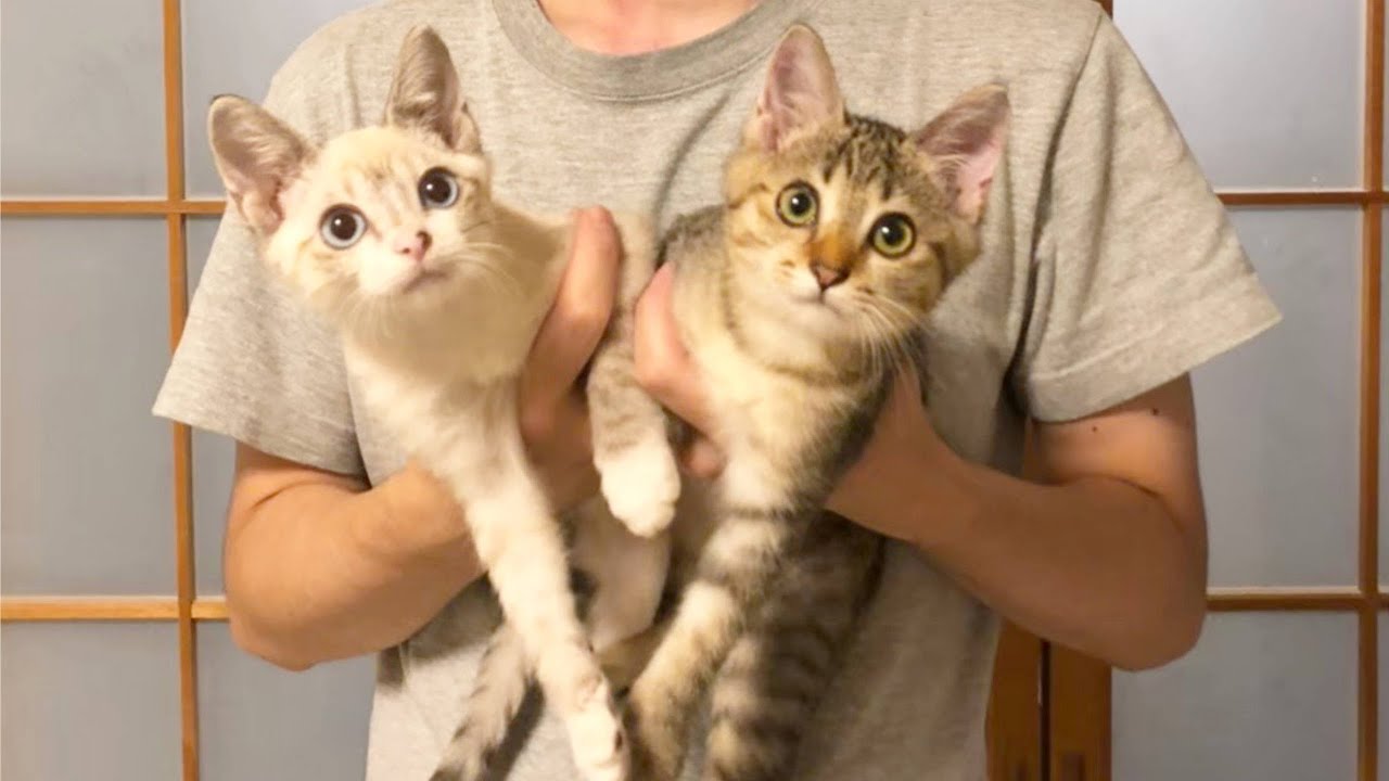 【大事なお話】子猫の預かりボランティアをすることにした理由について